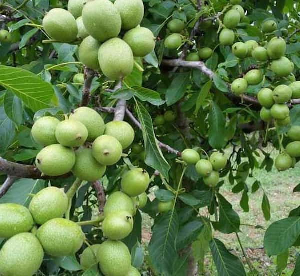 تصویر 5 از خرید و قیمت نهال گردو اسرائیلی + فروش عمده